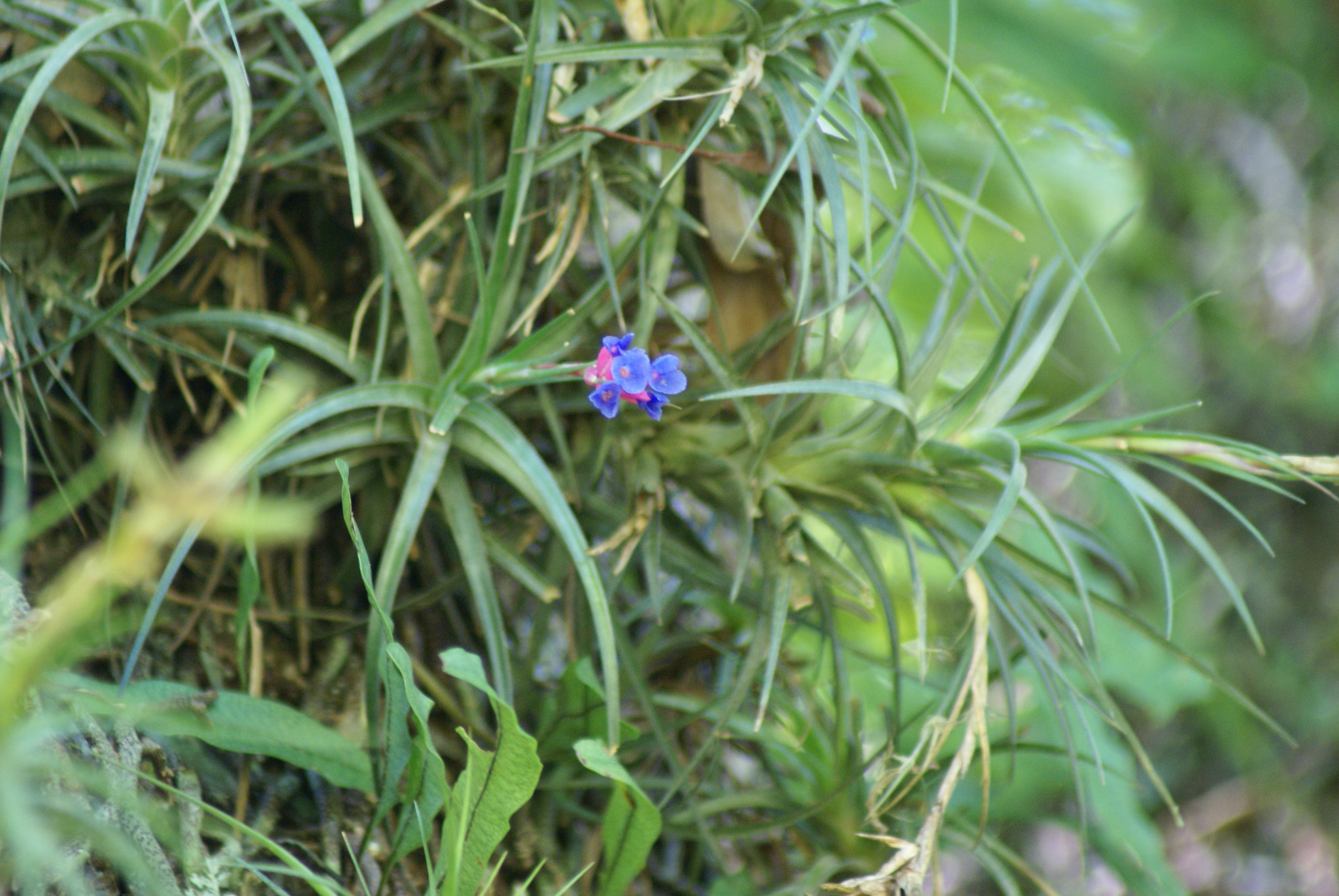 Tillandsia aeranthos