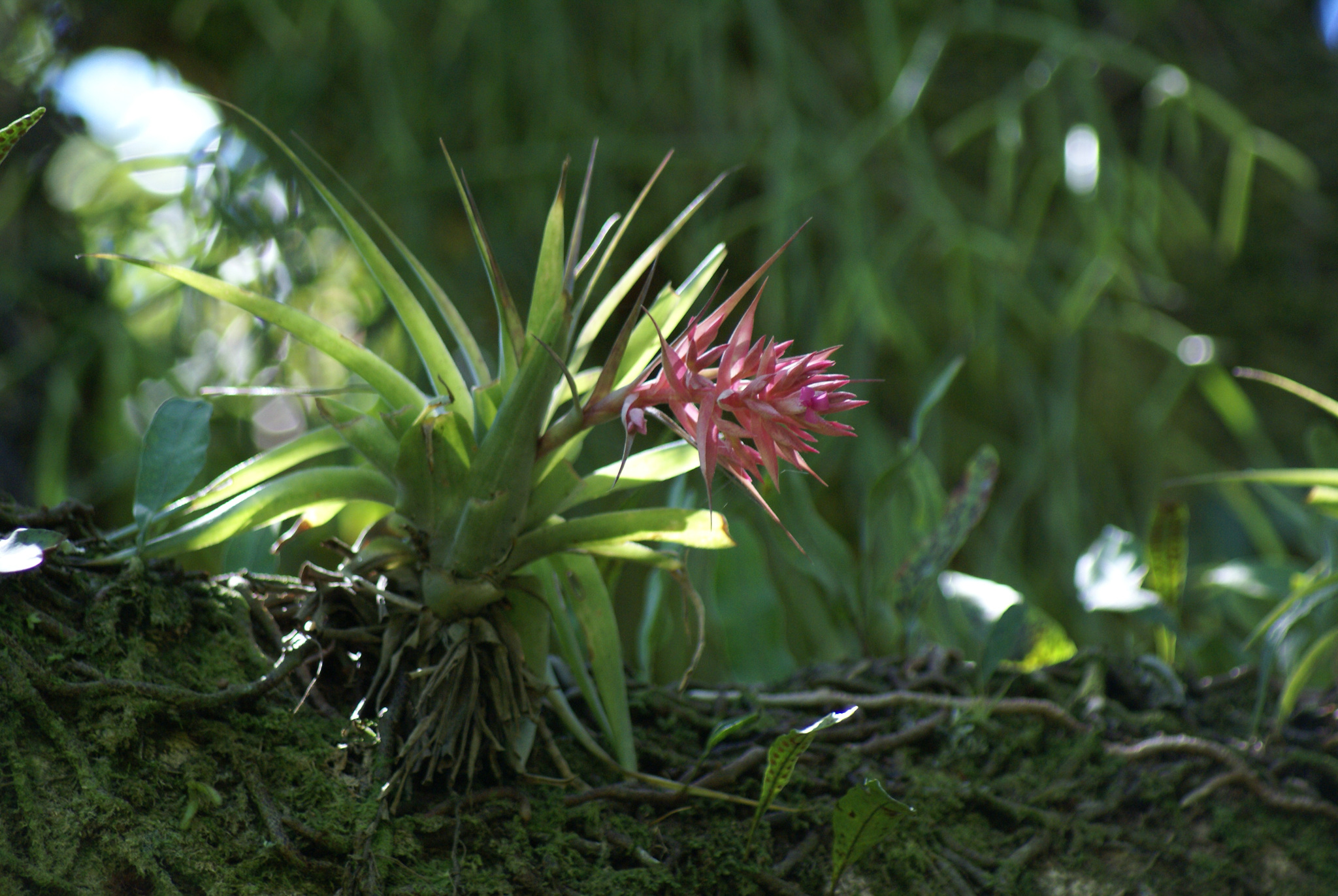 Tillandsia geminiflora