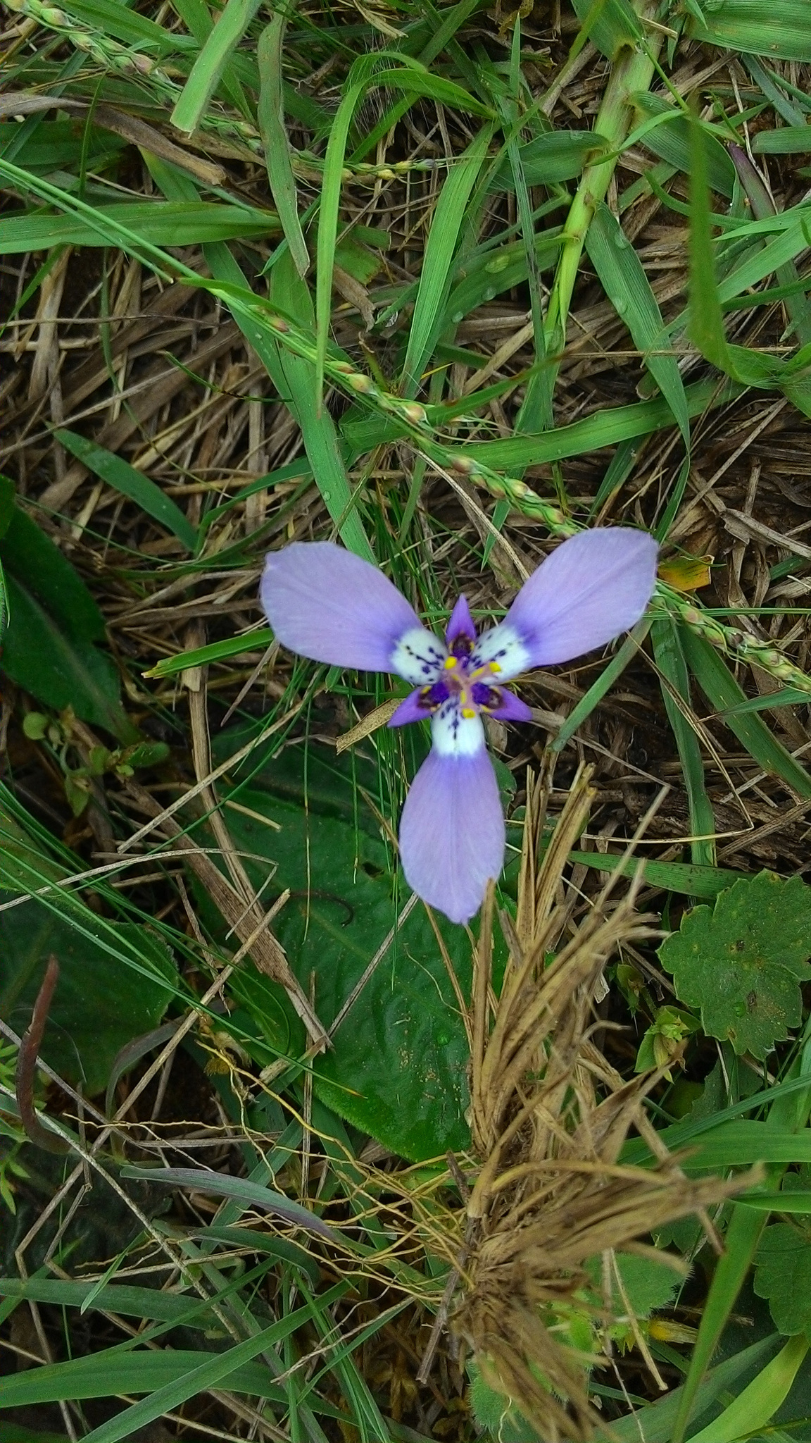 Herbertia lahue