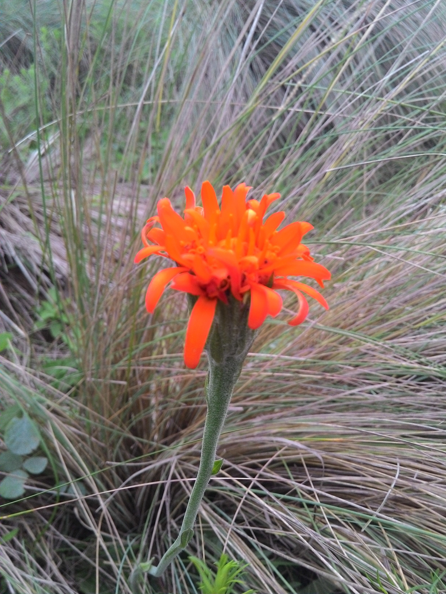 Criscia stricta