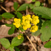 Freyn's Cinquefoil - Photo (c) WATANABE Hitoshi 渡辺仁, some rights reserved (CC BY-NC), uploaded by WATANABE Hitoshi 渡辺仁