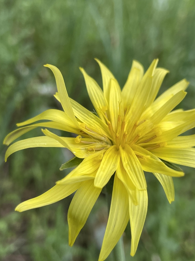 Pseudopodospermum mucidum
