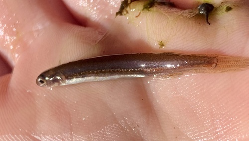 Galaxiella munda