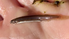 Mud Minnow photo 1