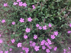 Saponaria
