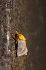 Narosoideus flavidorsalis