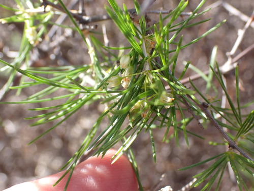 Image of Asparagus retrofractus by (c) Nicola van Berkel, some rights reserved (CC BY-SA)
