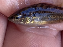 Little Pygmy Perch photo 3