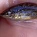 Little Pygmy Perch - Photo (c) pimelea, some rights reserved (CC BY-NC), uploaded by pimelea