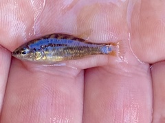 Little Pygmy Perch photo 2