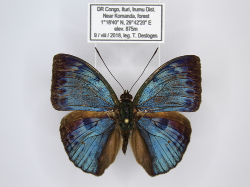 shining blue forester