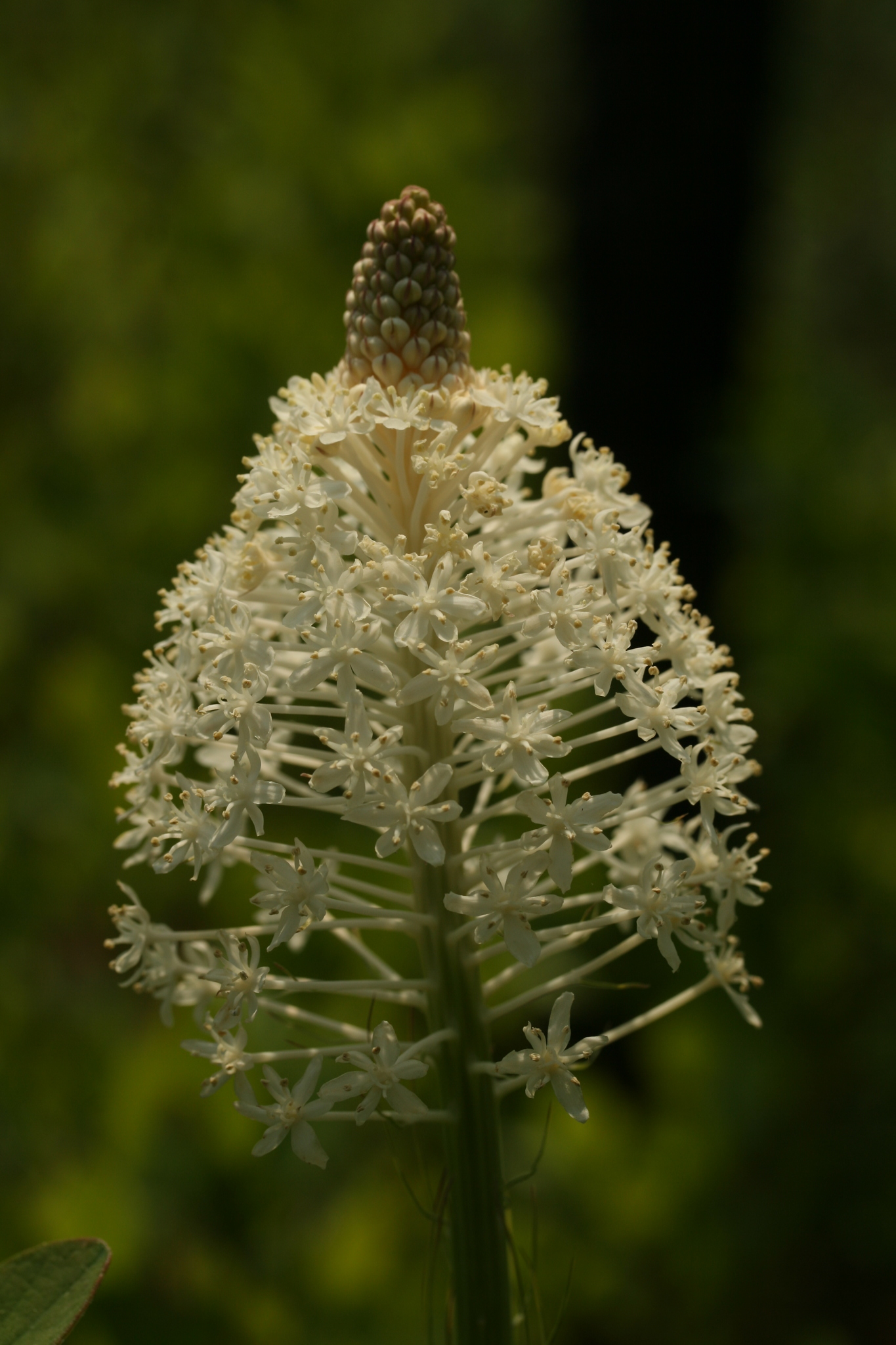 Xerophyllum asphodeloides