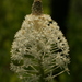 Xerophyllum asphodeloides - Photo (c) dogtooth77,  זכויות יוצרים חלקיות (CC BY-NC-SA)