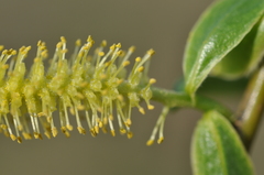 Salix