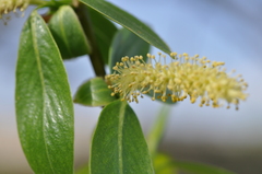 Salix