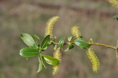 Salix