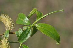 Salix