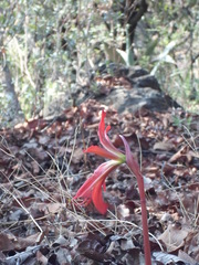 Sprekelia formosissima