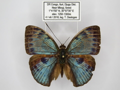Bebearia carshena