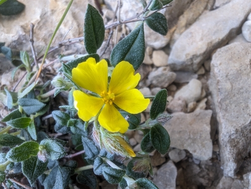 Image of Helianthemum marifolium by (c) Denis Bastianelli, some rights reserved (CC BY)