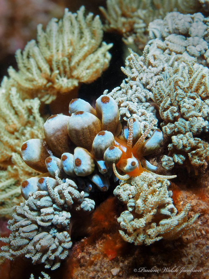 Phyllodesmium kabiranum