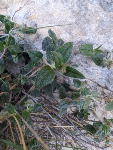 Image of Helianthemum marifolium by (c) Denis Bastianelli, some rights reserved (CC BY)