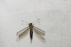 Suphalomitus formosanus