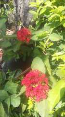 Ixora coccinea coccinea