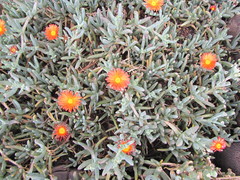 Lampranthus coccineus