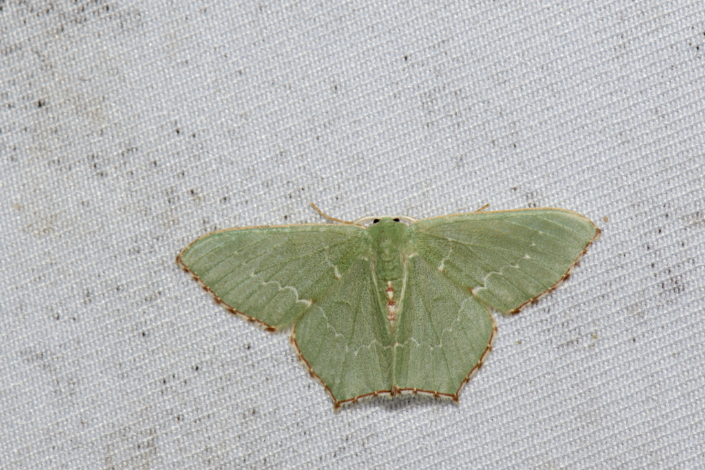 Hemistola simplex