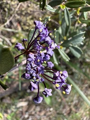 Ceanothus pumilus