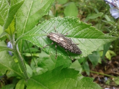 Chrysochroinae
