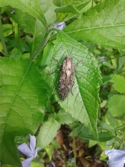 Chrysochroinae