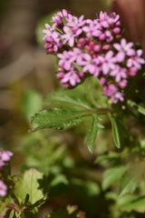 Centranthus macrosiphon