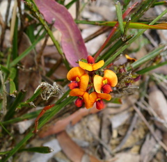 Daviesia alata