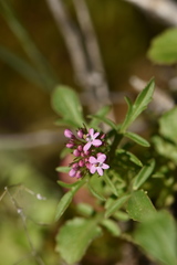 Centranthus macrosiphon