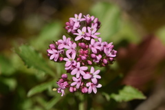 Centranthus macrosiphon