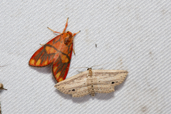 Matsumursine horishanella