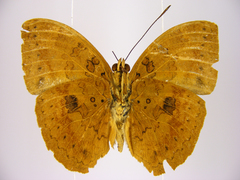 Bebearia carshena