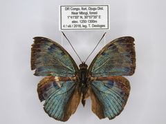 Bebearia carshena