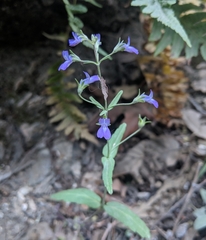 Collinsia parryi