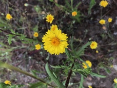 Pentachaeta aurea aurea