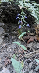 Collinsia parryi