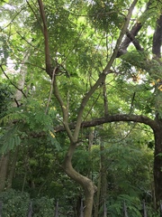 Adenanthera microsperma