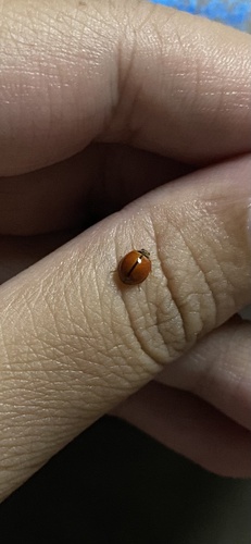 Discolored Lady Beetle