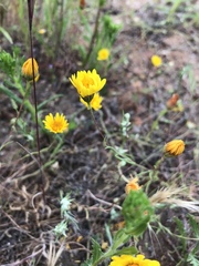 Pentachaeta aurea aurea