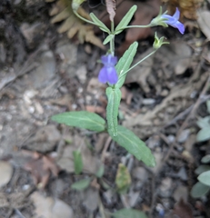 Collinsia parryi
