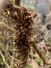 Sessile Dodder - Photo (c) sbrockway, some rights reserved (CC BY-NC)