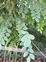 Adenanthera microsperma