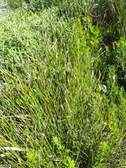 Hypodiscus willdenowia